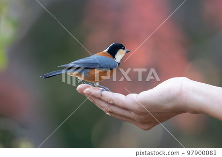 Varied tit on hand 97900081