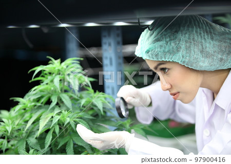 scientist analyzing a biological and ecological hemp plant used for herbal pharmaceutical CBD oil and THC oil in a laboratory. 97900416