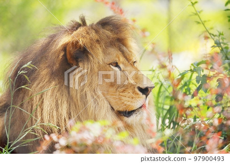 綠獅男 綠獅男 97900493