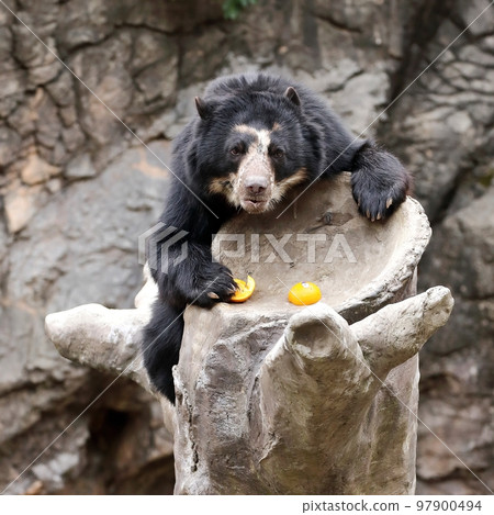 一隻拿著橘子看著你的眼鏡熊 一隻拿著橘子看著你的眼鏡熊 97900494