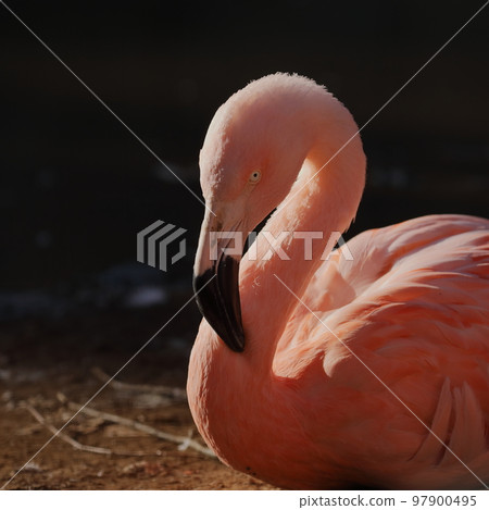 沐浴在光中的火烈鳥的目光 97900495