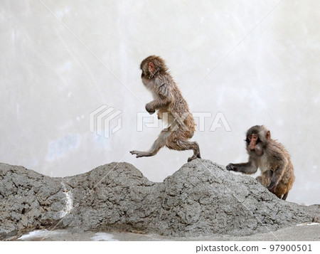 Children of Japanese macaques running on two legs 97900501
