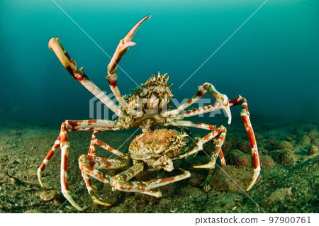 Spider crab pair 97900761
