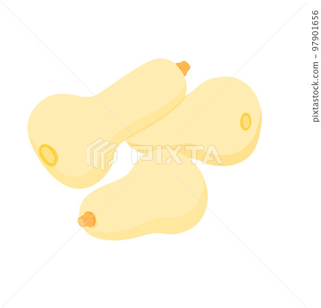 蔬菜插圖多個胡桃南瓜 97901656