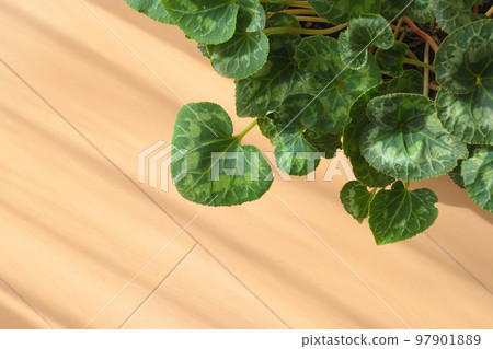 Living and ornamental plants 97901889