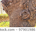 Someiyoshino tree tree in winter 97901986