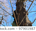 Someiyoshino cherry blossom buds in winter 97901987