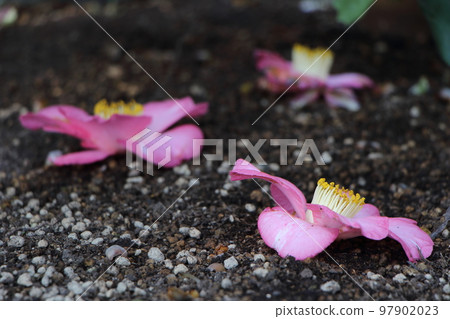 從冬天開到春天的花 從冬天開到春天的花 97902023