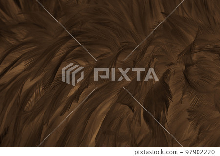 Beautiful dark brown bird feathers pattern texture background. Beautiful dark brown bird feathers pattern texture background. 97902220