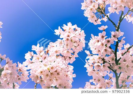 Blue sky and cherry blossoms in full bloom (Yoshino cherry tree) 97902336