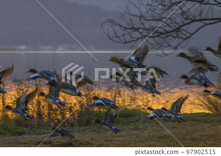 A flock of ducks flying towards the setting sun 97902515