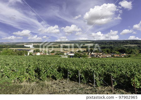 Row vine grape in champagne vineyards at montagne de reims, Reims, France Row vine grape in champagne vineyards at montagne de reims, Reims, France 97902965