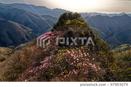 赤潮杜鵑盛開在西上州的笠丸山山頂，以及三花糕山方向的群山中 97903074