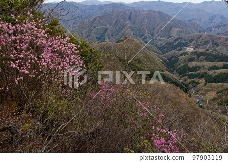 Akayashio Azalea and mountain village in Mt. Kasamaru, Western Joshu 97903119
