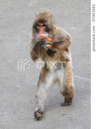 一種在搬運食物時雙足行走的日本獼猴 一種在搬運食物時雙足行走的日本獼猴 97903883