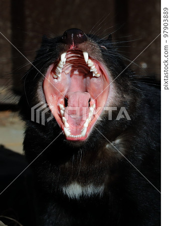 Tasmanian Devil with mouth wide open Tasmanian Devil with mouth wide open 97903889