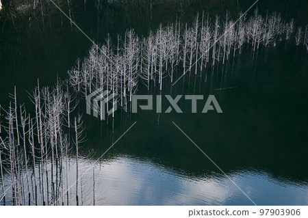 Yunishigawa Dam Submerged Forest December 97903906