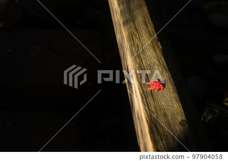 剩下的楓樹 97904058