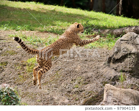 cheetah jumping on a rock cheetah jumping on a rock 97904135