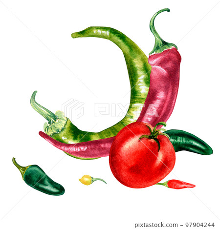 Chili hot peppers and tomatoes watercolor composition isolated on white. 97904244