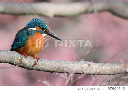 翠鳥/翠鳥 97904543