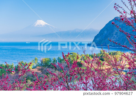 (Shizuoka Prefecture) Mt.Fuji over the sea, Nishiizuida in bloom (Shizuoka Prefecture) Mt.Fuji over the sea, Nishiizuida in bloom 97904627