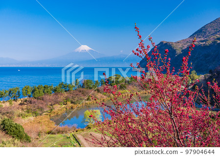 (靜岡縣)海上的富士山,盛開的西伊水伊田 (靜岡縣)海上的富士山,盛開的西伊水伊田 97904644