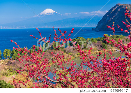 (Shizuoka Prefecture) Mt.Fuji over the sea, Nishiizuida in bloom (Shizuoka Prefecture) Mt.Fuji over the sea, Nishiizuida in bloom 97904647
