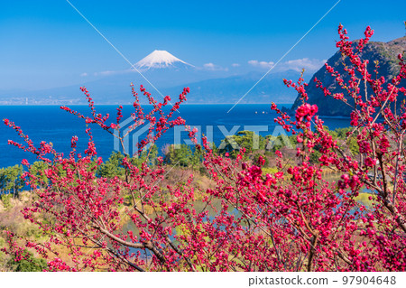（靜岡縣）海上的富士山，盛開的西伊水伊田 97904648