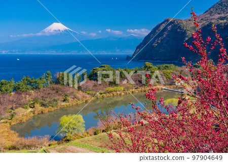 （靜岡縣）海上的富士山，盛開的西伊水伊田 97904649