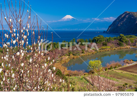 (靜岡縣)玉蘭木蘭(任白木仁)盛開的西伊豆伊達富士山在海上 (靜岡縣)玉蘭木蘭(任白木仁)盛開的西伊豆伊達富士山在海上 97905070