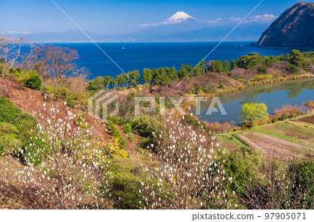 (靜岡縣)玉蘭木蘭(任白木仁)盛開的西伊豆伊達富士山在海上 (靜岡縣)玉蘭木蘭(任白木仁)盛開的西伊豆伊達富士山在海上 97905071