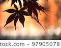 Colored leaves and flowers 97905078