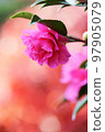 Colored leaves and flowers 97905079