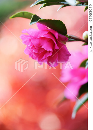 Colored leaves and flowers Colored leaves and flowers 97905079