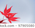 Colored leaves and flowers 97905080
