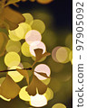 Ginkgo for illumination 97905092