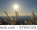 Japanese pampas grass glistening in the autumn sunset 97905108