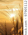 Japanese pampas grass glistening in the autumn sunset 97905112