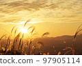 Japanese pampas grass glistening in the autumn sunset 97905114