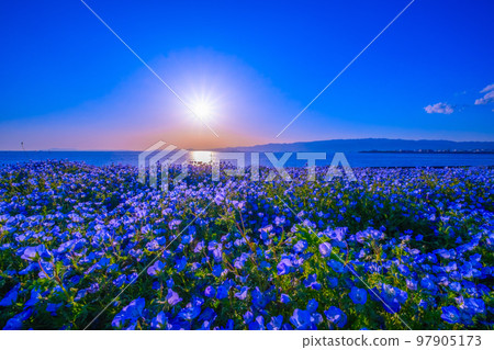 Nemophila and the sun at Osaka Maishima Seaside Park Nemophila and the sun at Osaka Maishima Seaside Park 97905173