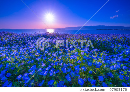 Nemophila and the sun at Osaka Maishima Seaside Park 97905176