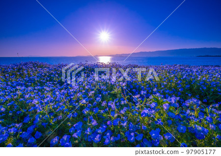 Nemophila and the sun at Osaka Maishima Seaside Park Nemophila and the sun at Osaka Maishima Seaside Park 97905177