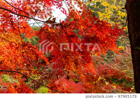 Naritasan Park Autumn Leaves Festival Naritasan Park Autumn Leaves Festival 97905178
