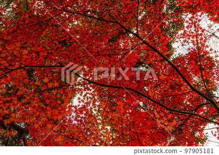 成田山公園紅葉節 成田山公園紅葉節 97905181