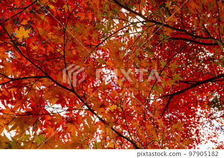 成田山公園紅葉節 成田山公園紅葉節 97905182