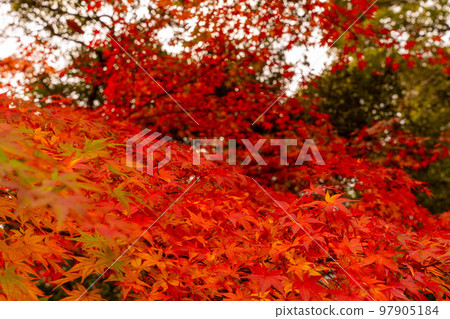 成田山公園紅葉節 97905184