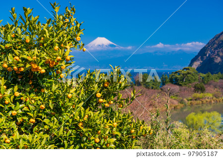 (Shizuoka Prefecture) Mandarin oranges with bells and Mt. Fuji over the sea (Shizuoka Prefecture) Mandarin oranges with bells and Mt. Fuji over the sea 97905187