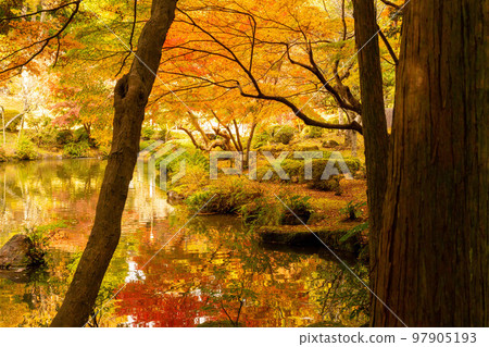 顛倒的紅葉成田山公園紅葉節 顛倒的紅葉成田山公園紅葉節 97905193