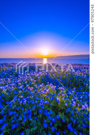 大阪舞洲海濱公園的 Nemophila 和日落 97905248